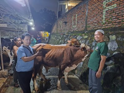 Pembelian Sapi Qurban